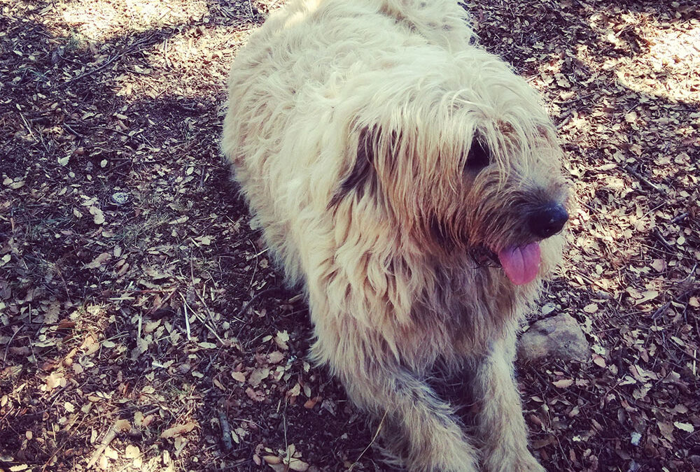 Mas de Madalena, más que un hotel rural