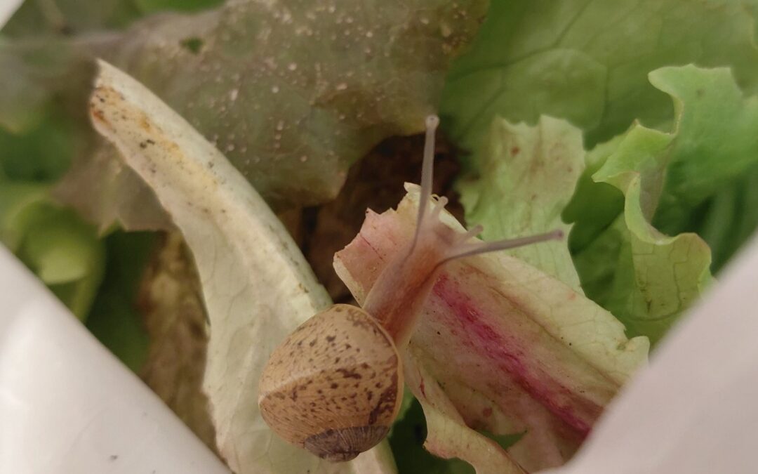 Fum fum fum… sempre ens quedarà l’amor