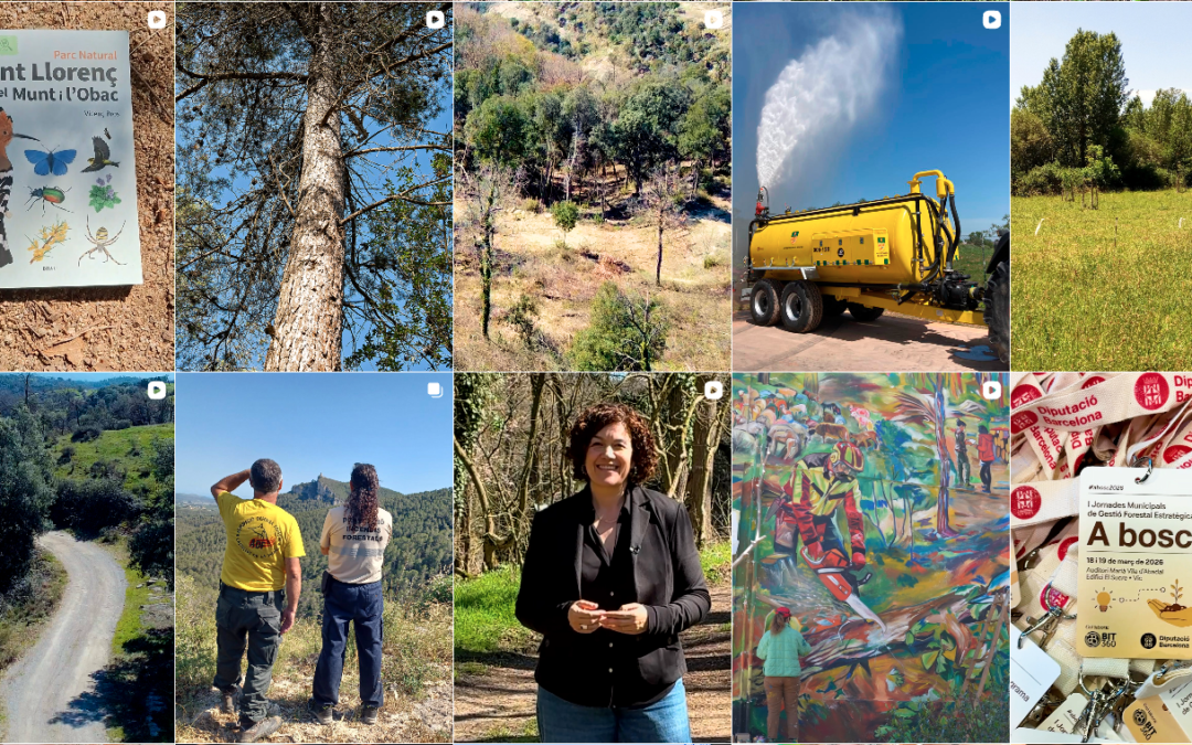 Estratègia i producció de continguts per a @forestaldiba